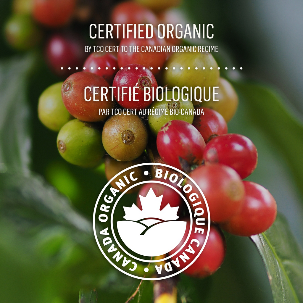 McCafé High Grown Organic Dark Roast Whole Beans I6